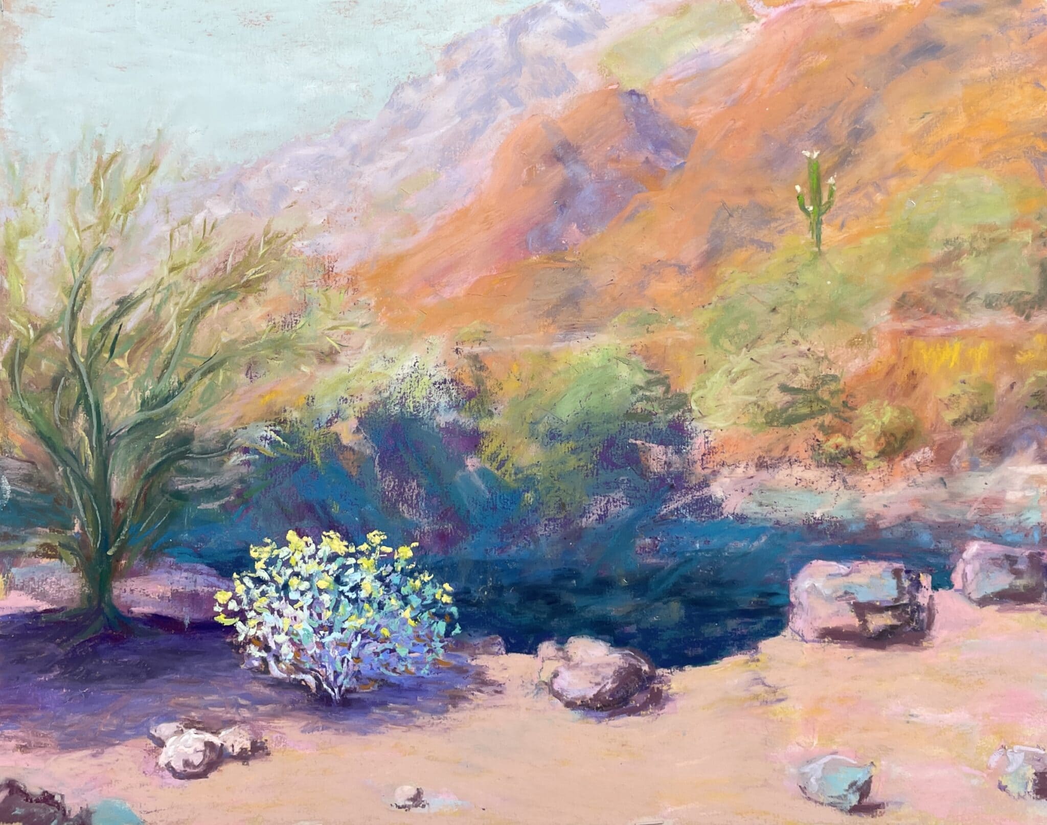 Brittlebush in bloom on edge of dry wash